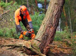 Why Choose Our Tree Removal Services in Brookside, DE?