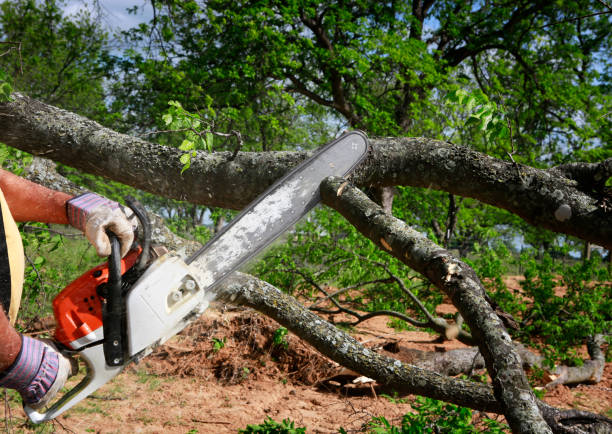 Tree and Shrub Care in Brookside, DE